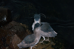 Nycticorax nycticorax