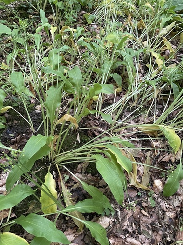 Ramsons