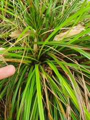 Carex spinirostris