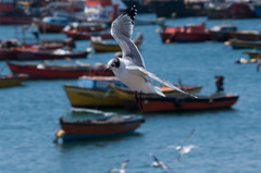 Leucophaeus pipixcan