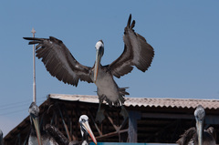 Pelecanus thagus