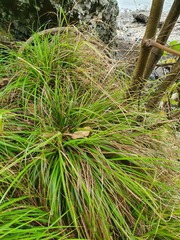 Carex spinirostris