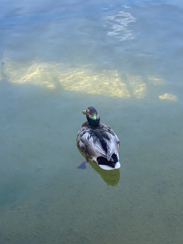 Mallard