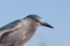 Nycticorax nycticorax