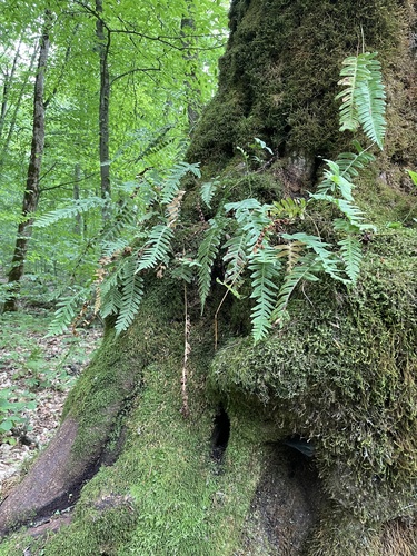 common polypody