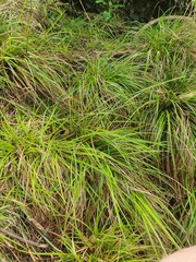 Carex spinirostris