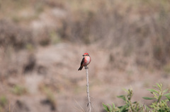 Pyrocephalus rubinus cocachacrae