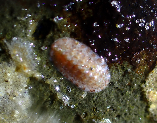 Callistochiton decoratus, 2026-06-04