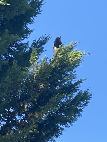 Eurasian Magpie