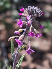 Boechera californica
