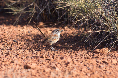 Opalton Grasswren (Amytornis rowleyi), photo 10