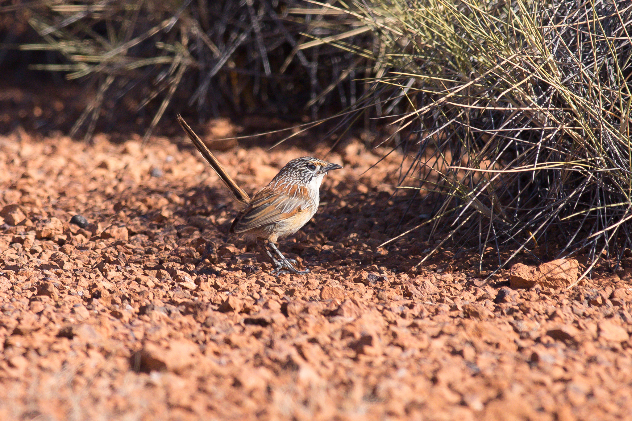 Opalton Grasswren (Amytornis rowleyi), photo 6
