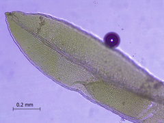 Fissidens appalachensis