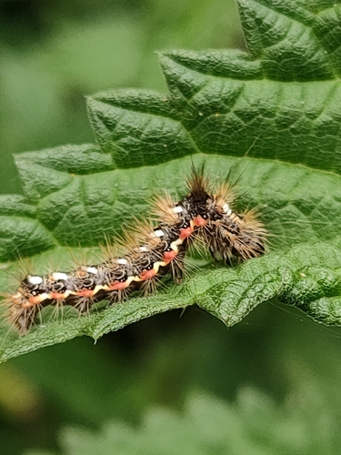 Knot Grass Moth