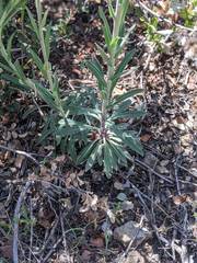 Boechera californica