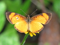 Tegosa pastazena