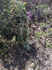 Boechera californica