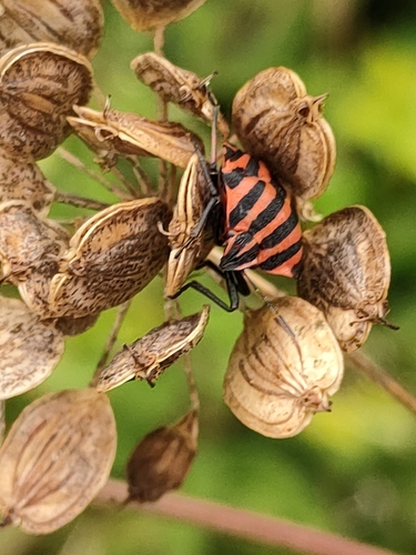 Continental Striped Shield Bug