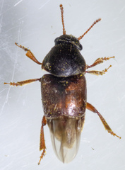 Amartus tinctus