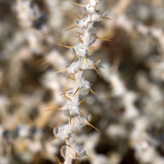 Sclerolaena cornishiana