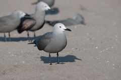 Leucophaeus modestus