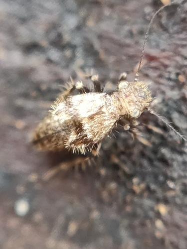 Pteroxanium kelloggi