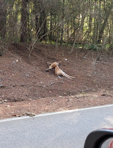 White-tailed Deer photographed in Alabama