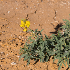 Crotalaria dissitiflora