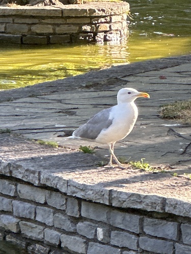 Yellow-legged Gull