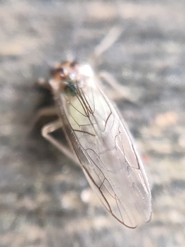 Stenopsocus immaculatus