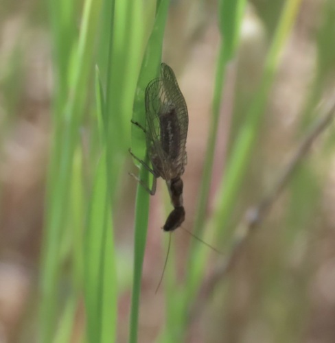 iNaturalist observation photo of Common Snakeflies