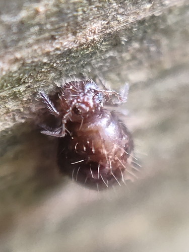 Allacma fusca