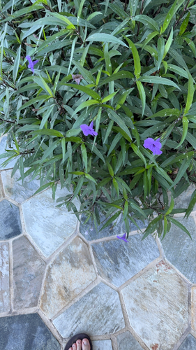 Ruellia simplex, 2026-06-11