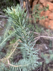 Phymaspermum athanasioides