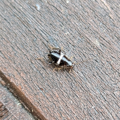 Variable Cockroach