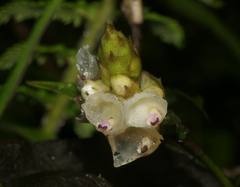 Elleanthus petrogeiton