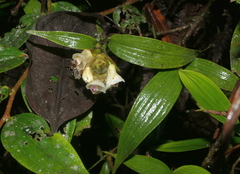 Elleanthus petrogeiton