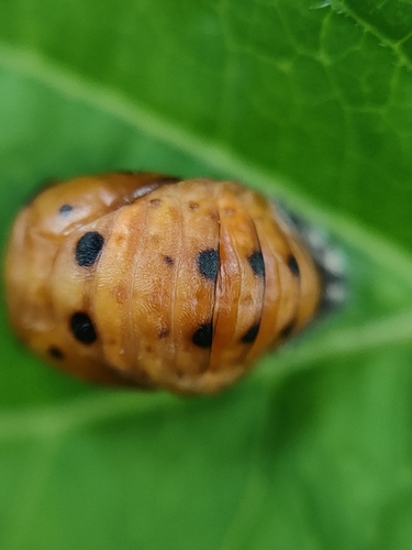 Asian Lady Beetle