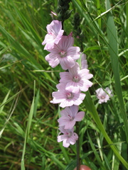 Sidalcea malviflora malviflora