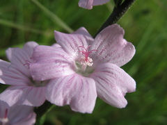 Sidalcea malviflora malviflora