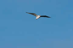 Leucophaeus pipixcan