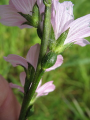 Sidalcea malviflora malviflora