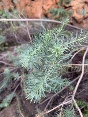 Phymaspermum athanasioides