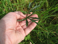 Sidalcea malviflora malviflora