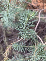 Phymaspermum athanasioides