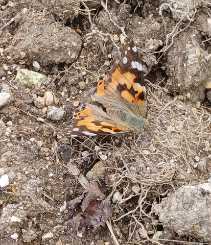 Painted Lady