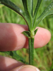 Sidalcea malviflora malviflora