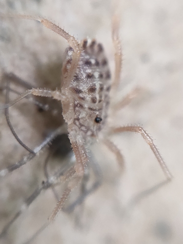 Homalenotus quadridentatus
