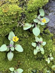 Erythranthe alsinoides, photograph (c) Ed Alverson, some rights reserved (CC BY)