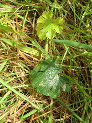 Sidalcea malviflora malviflora